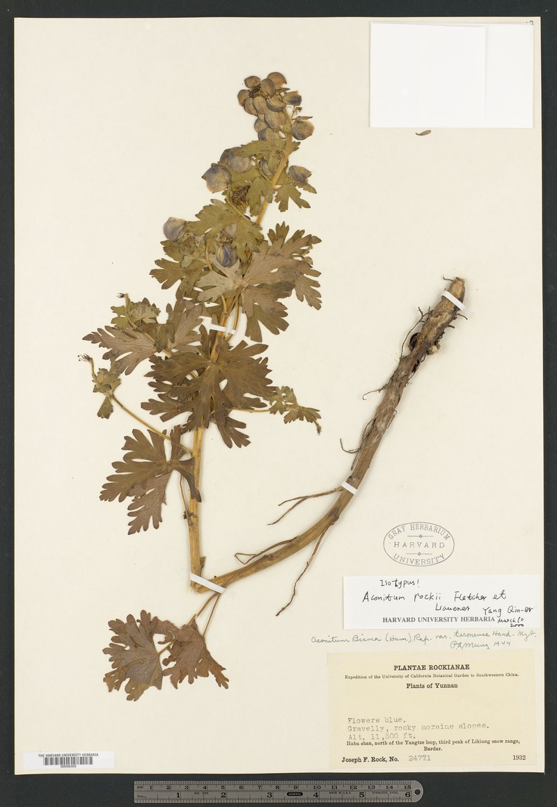 Aconitum rockii