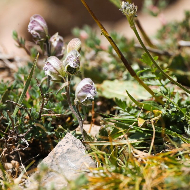 Aconitum rotundifolium