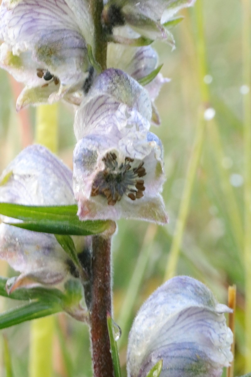 Aconitum rotundifolium photo 3