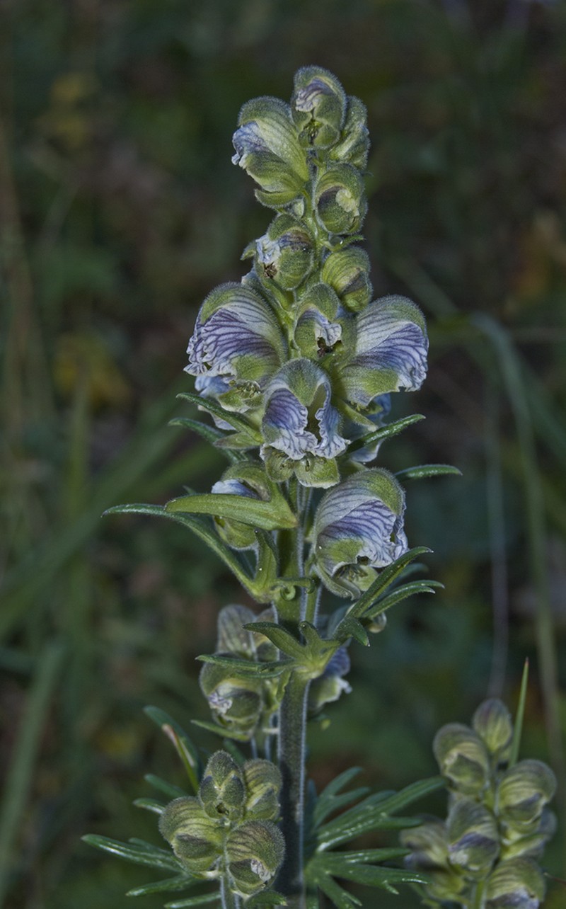 Aconitum rotundifolium photo 4