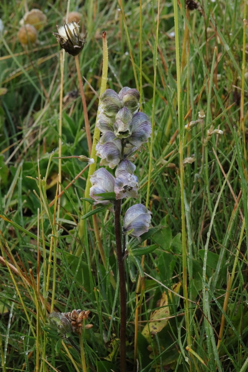 Aconitum rotundifolium photo 5