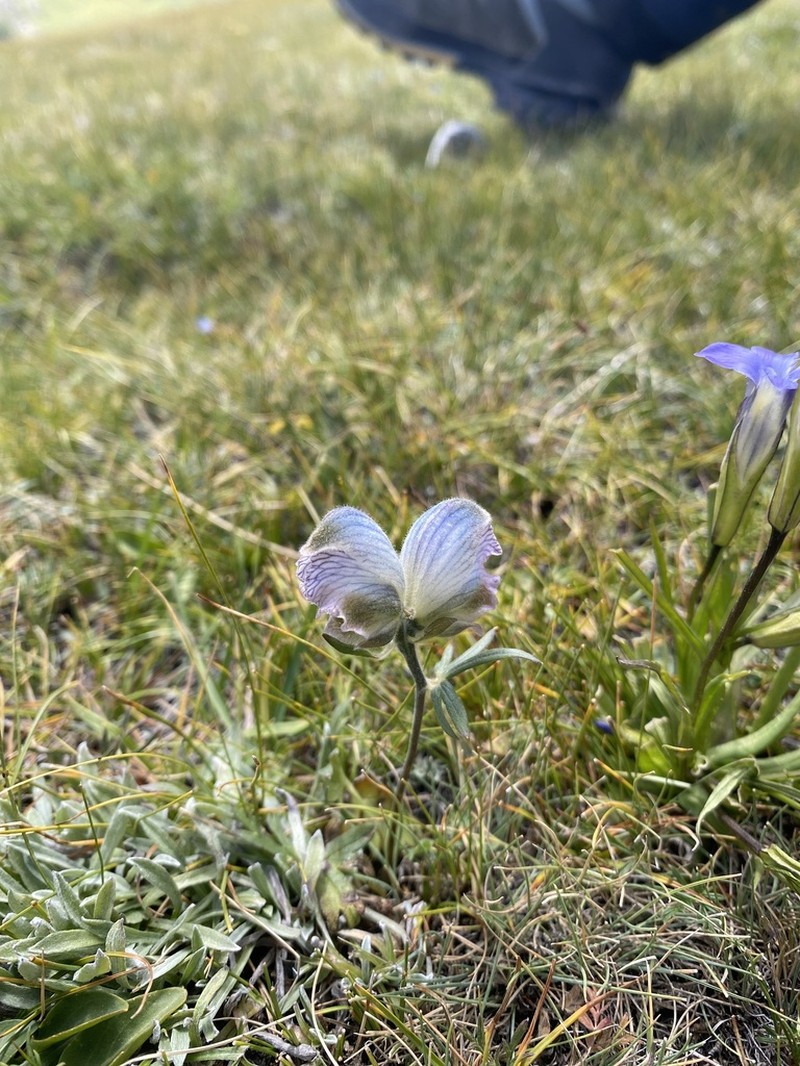Aconitum rotundifolium photo 6