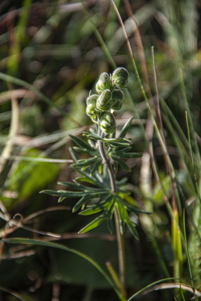 Aconitum rotundifolium photo 8