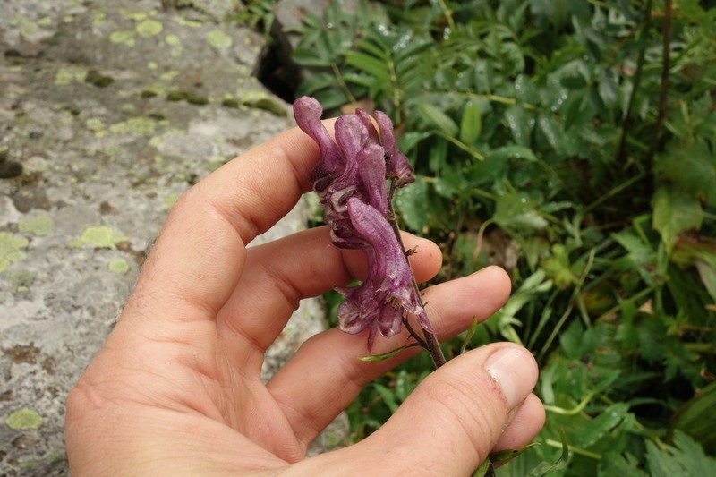Aconitum rubicundum