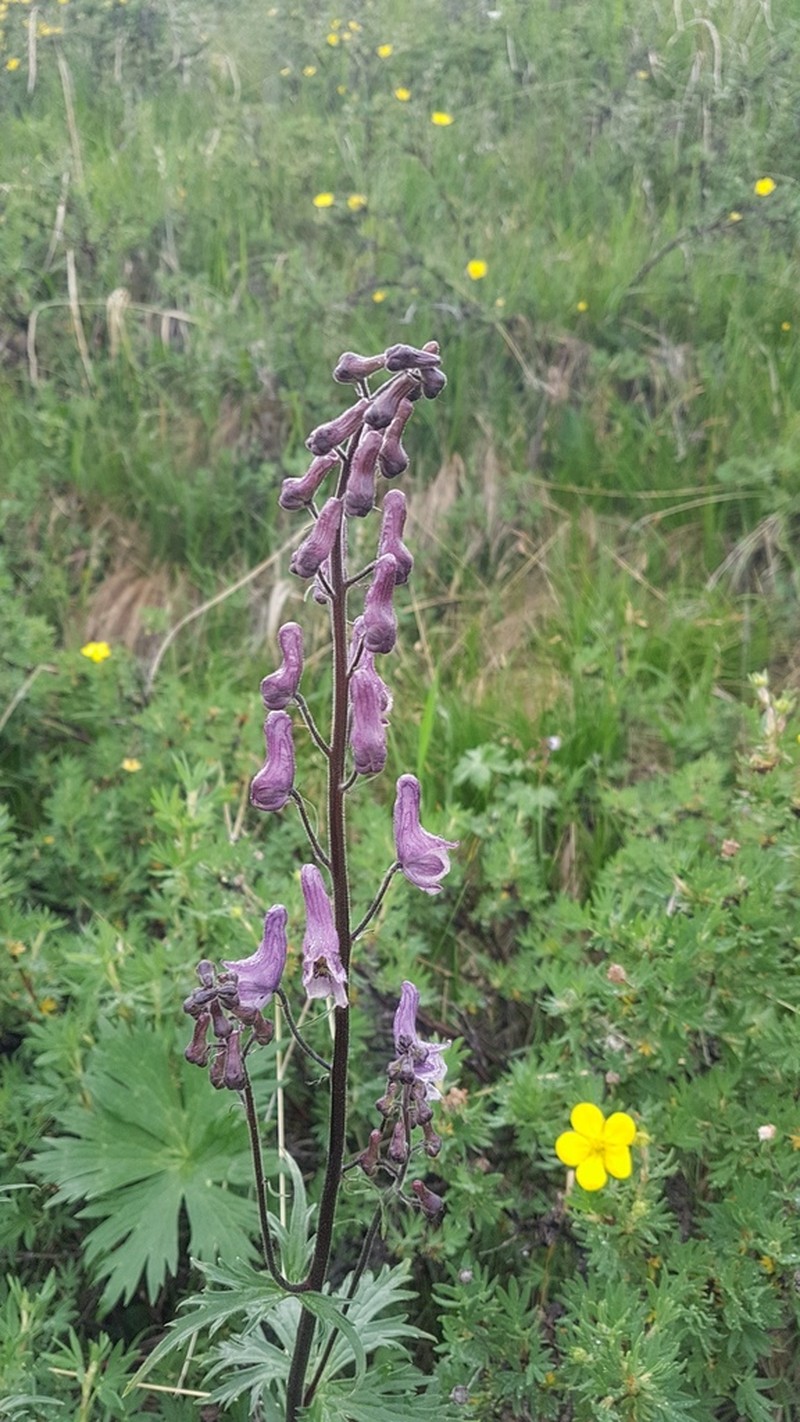 Aconitum rubicundum photo 2