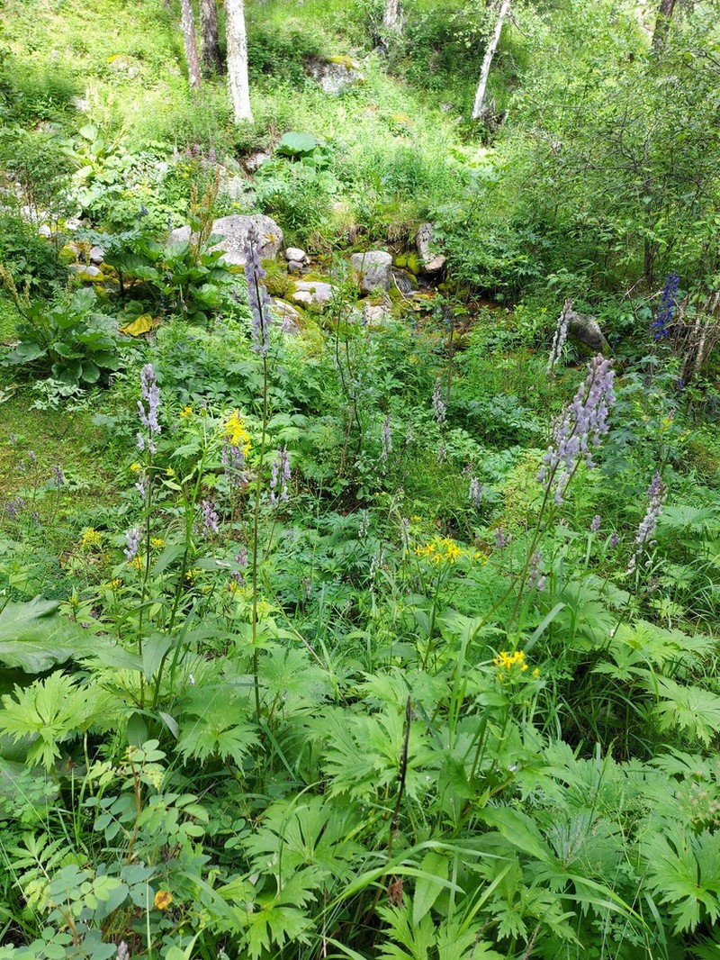 Aconitum rubicundum photo 3