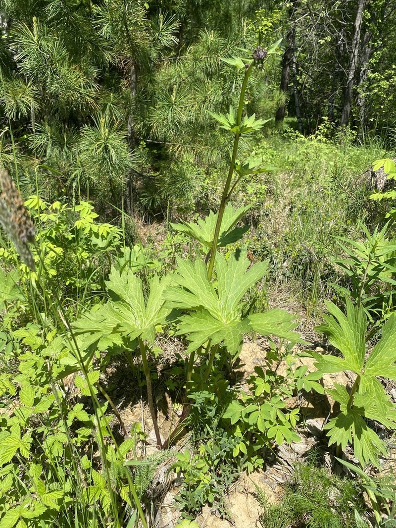 Aconitum rubicundum photo 4