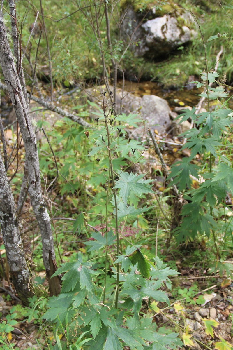 Aconitum rubicundum photo 5