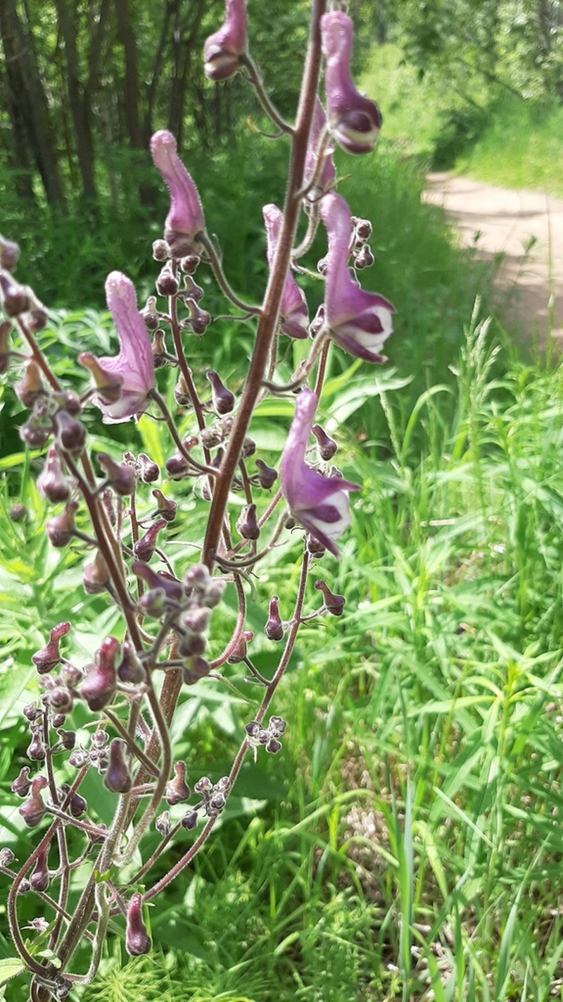 Aconitum rubicundum photo 6