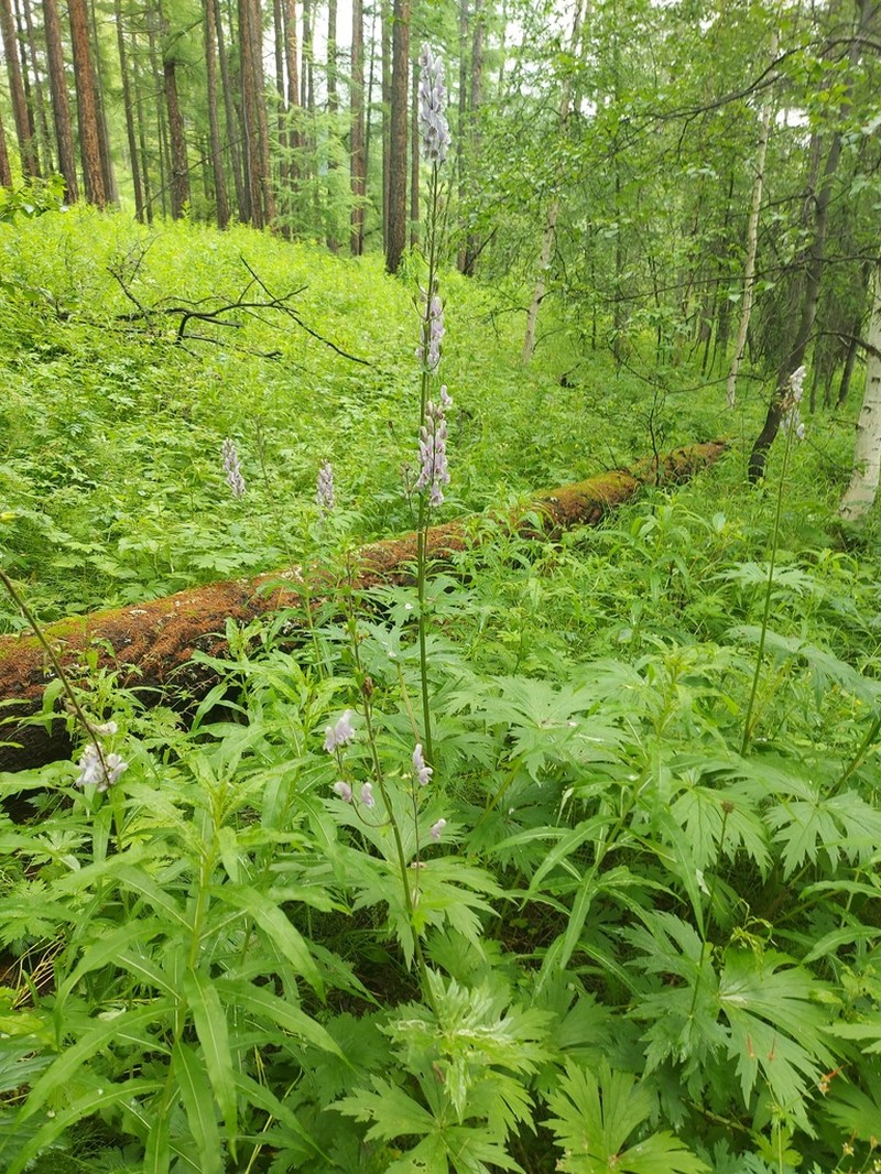 Aconitum rubicundum photo 7