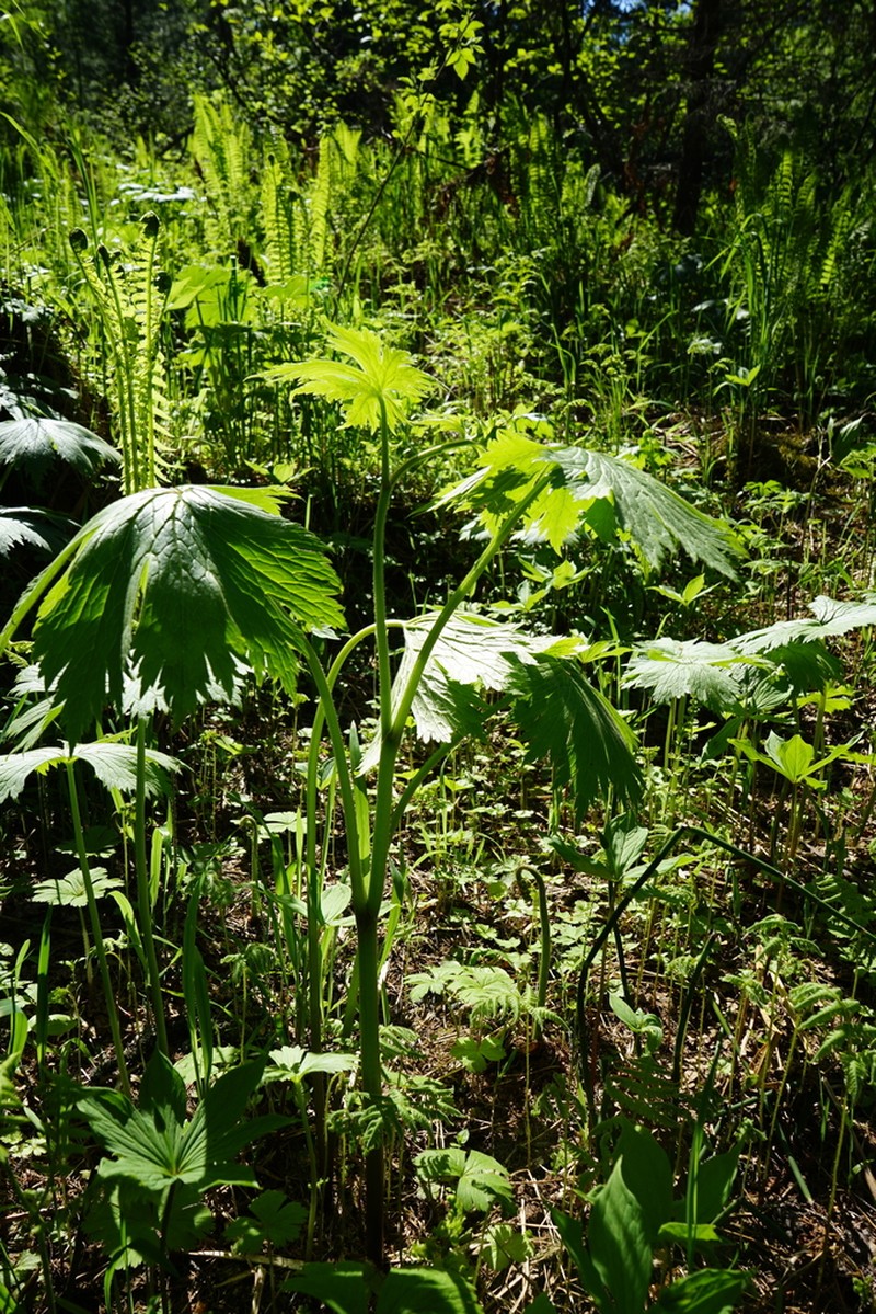 Aconitum rubicundum photo 8