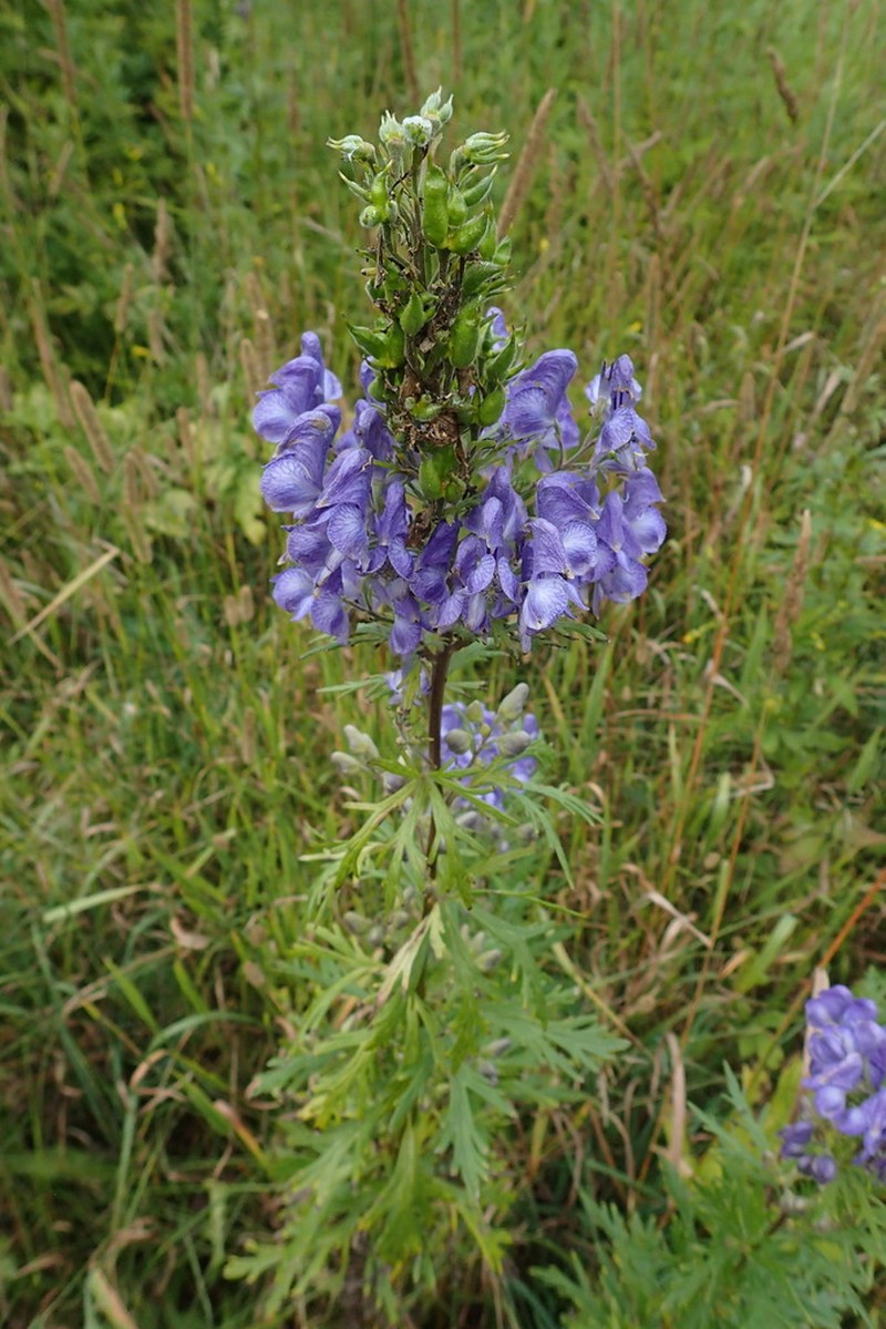 Aconitum sachalinense