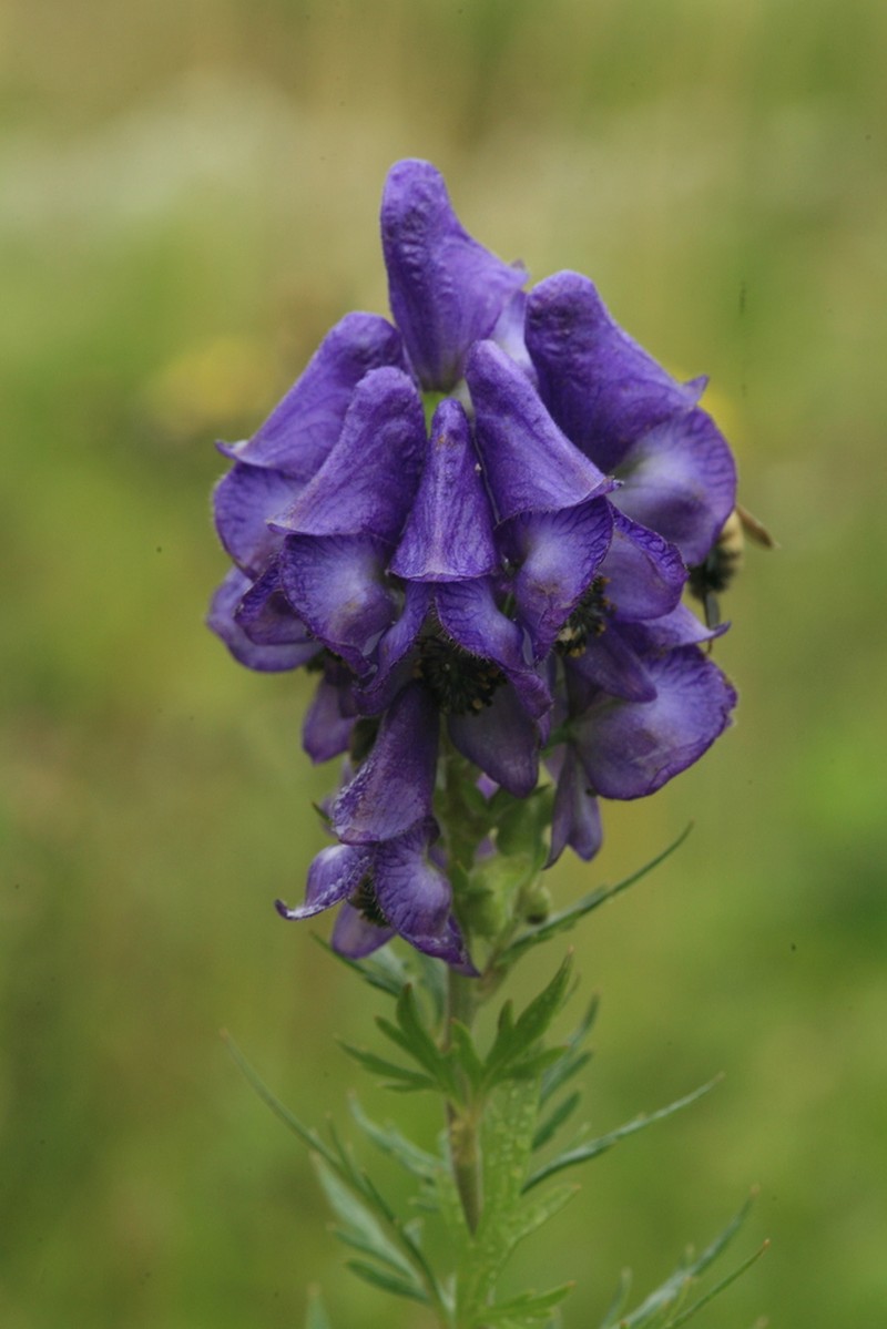 Aconitum sachalinense photo 2