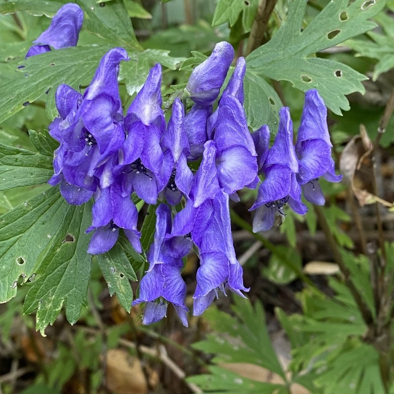 Aconitum sachalinense photo 3