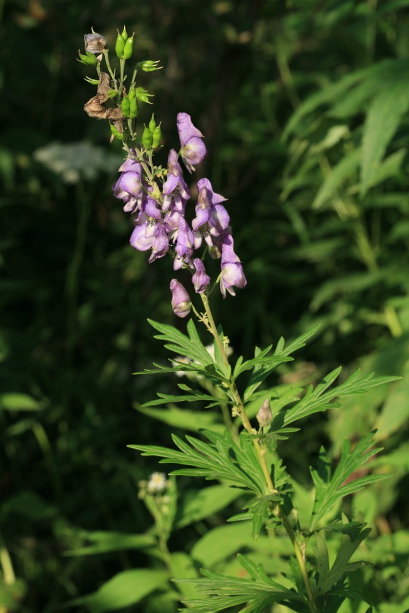 Aconitum sachalinense photo 4