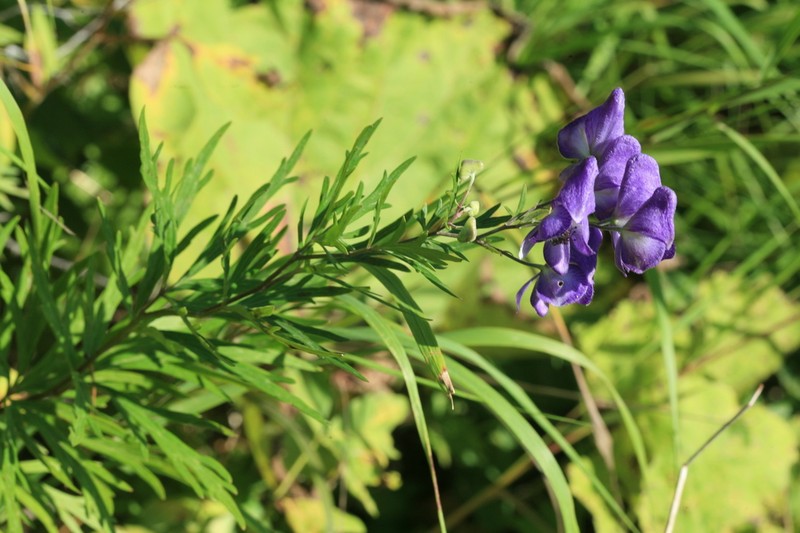 Aconitum sachalinense photo 5