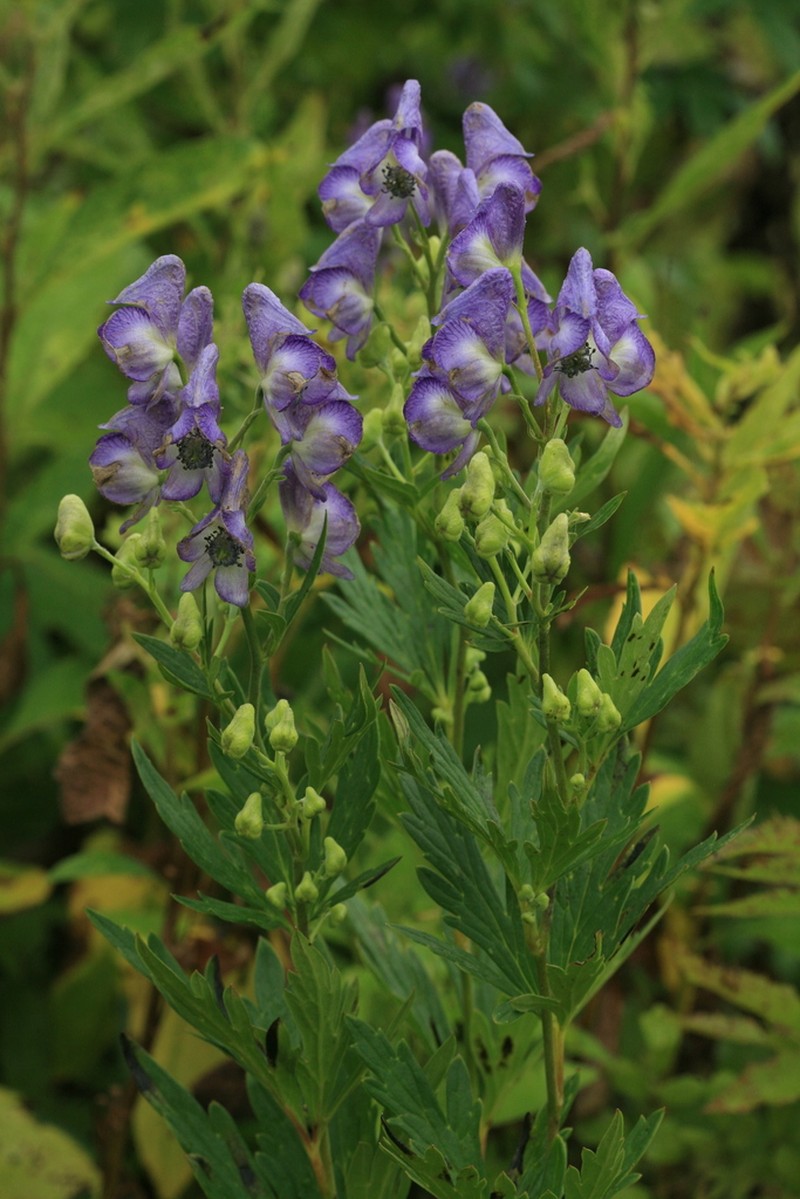 Aconitum sachalinense photo 6