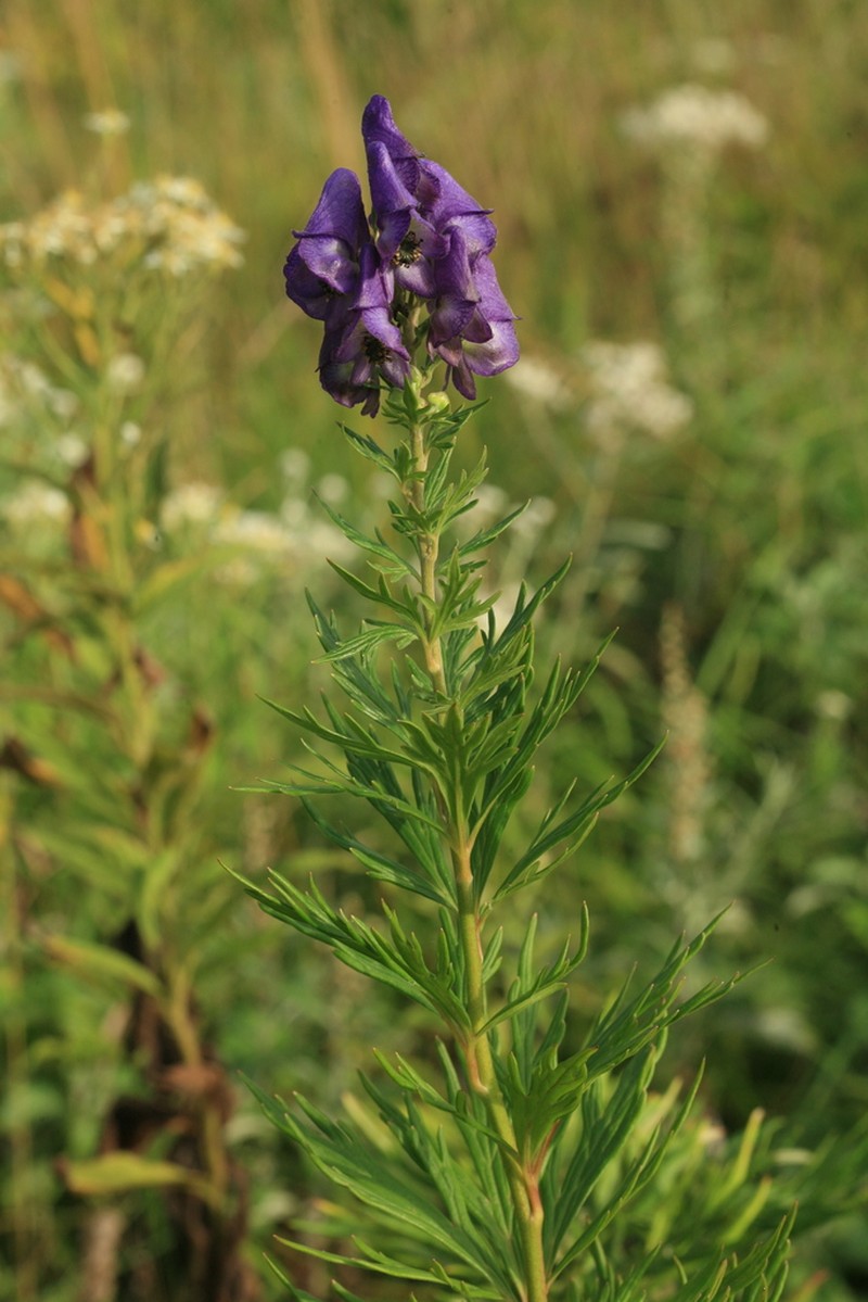 Aconitum sachalinense photo 7