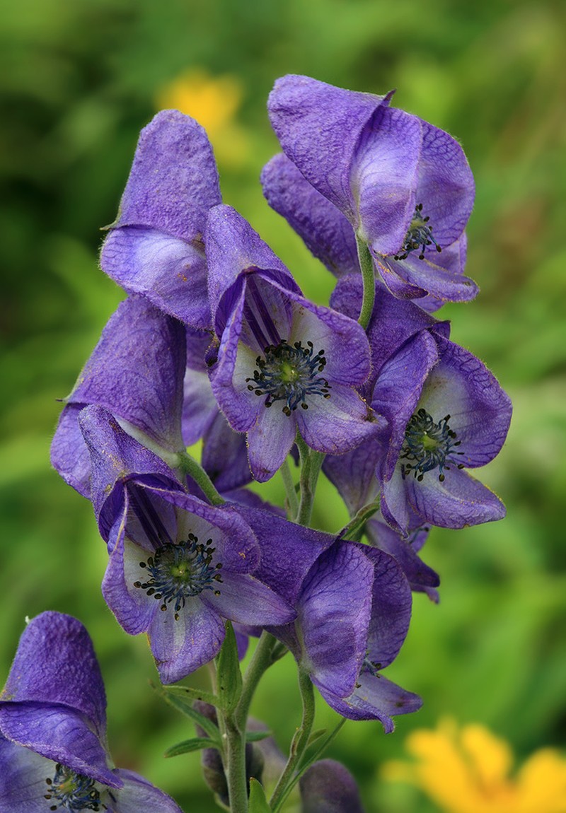 Aconitum sachalinense photo 8