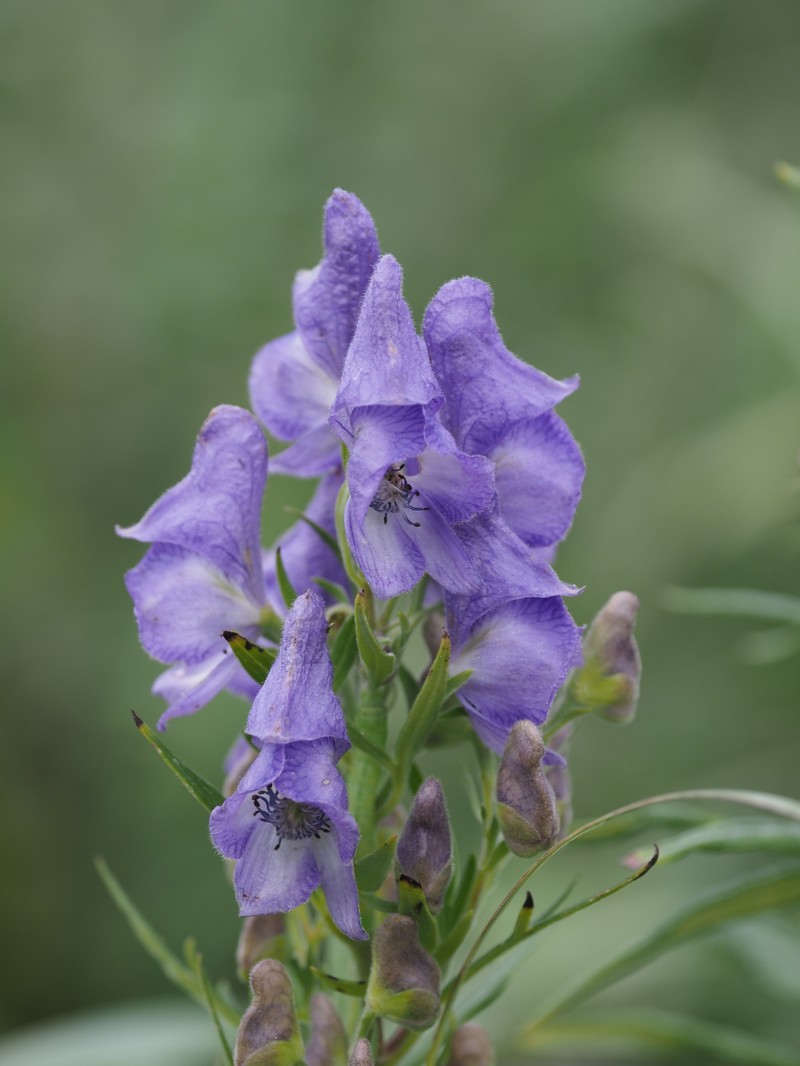 Aconitum sachalinense subsp. sachalinense