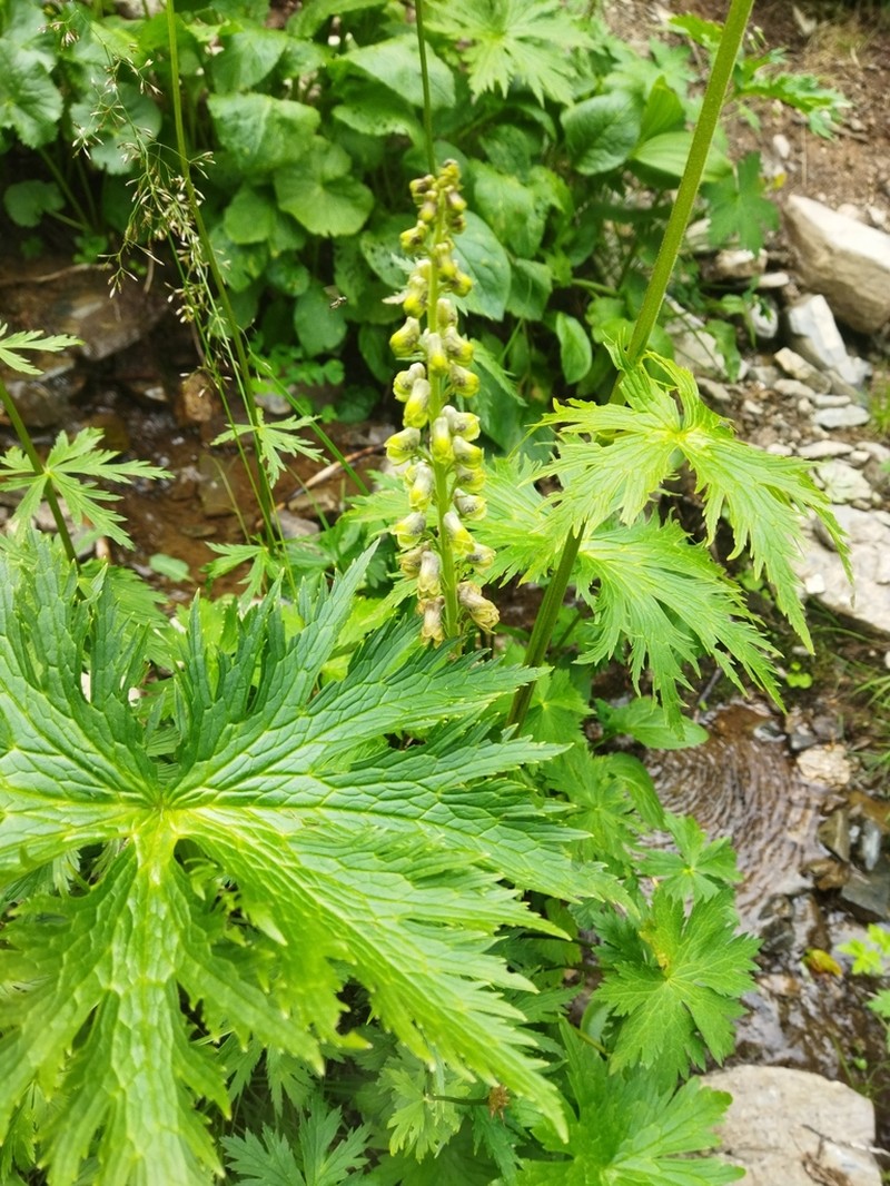 Aconitum sajanense photo 2