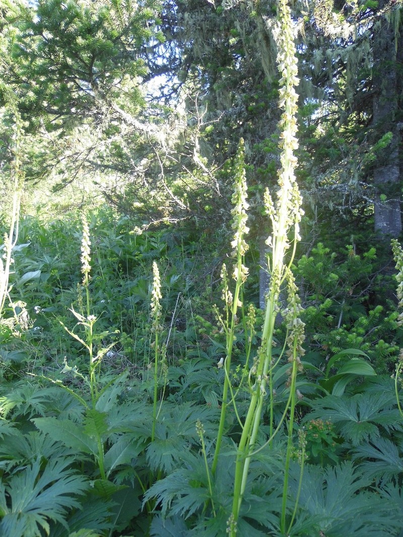 Aconitum sajanense photo 3