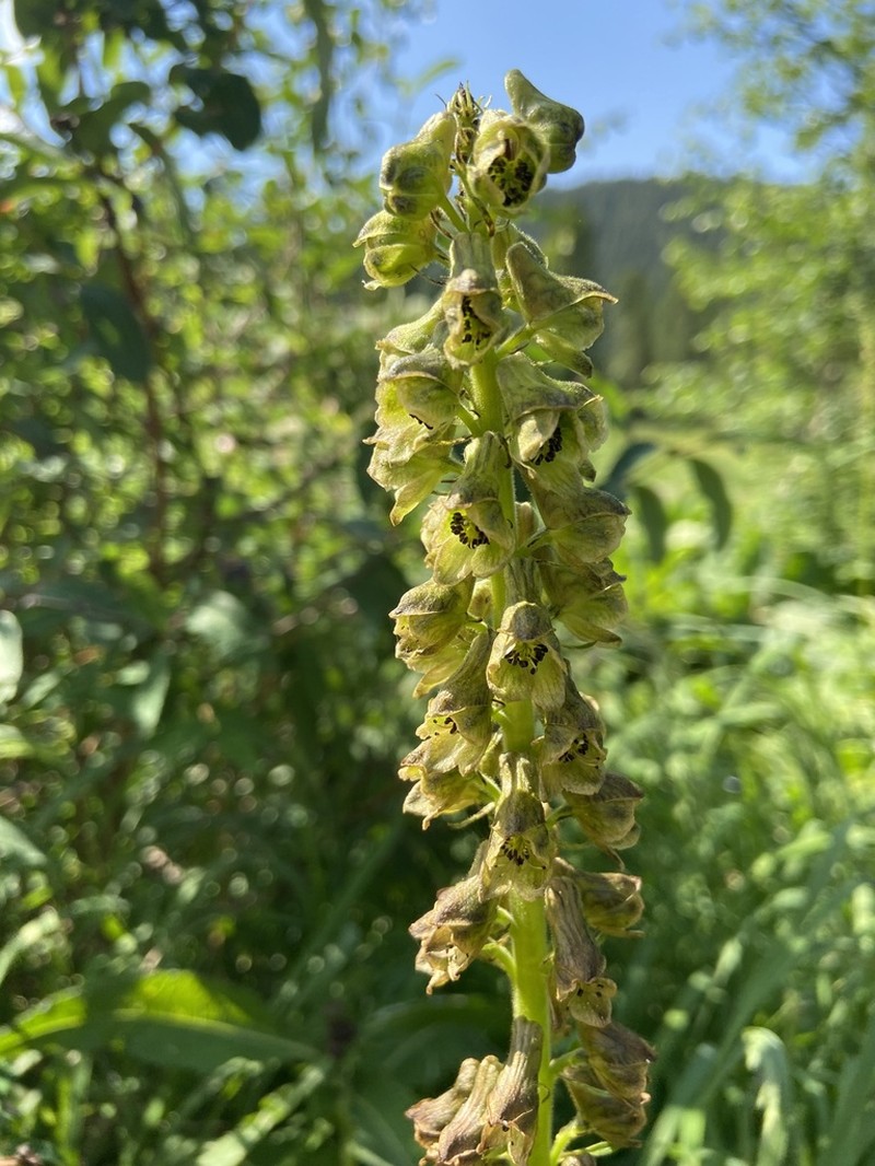 Aconitum sajanense photo 5