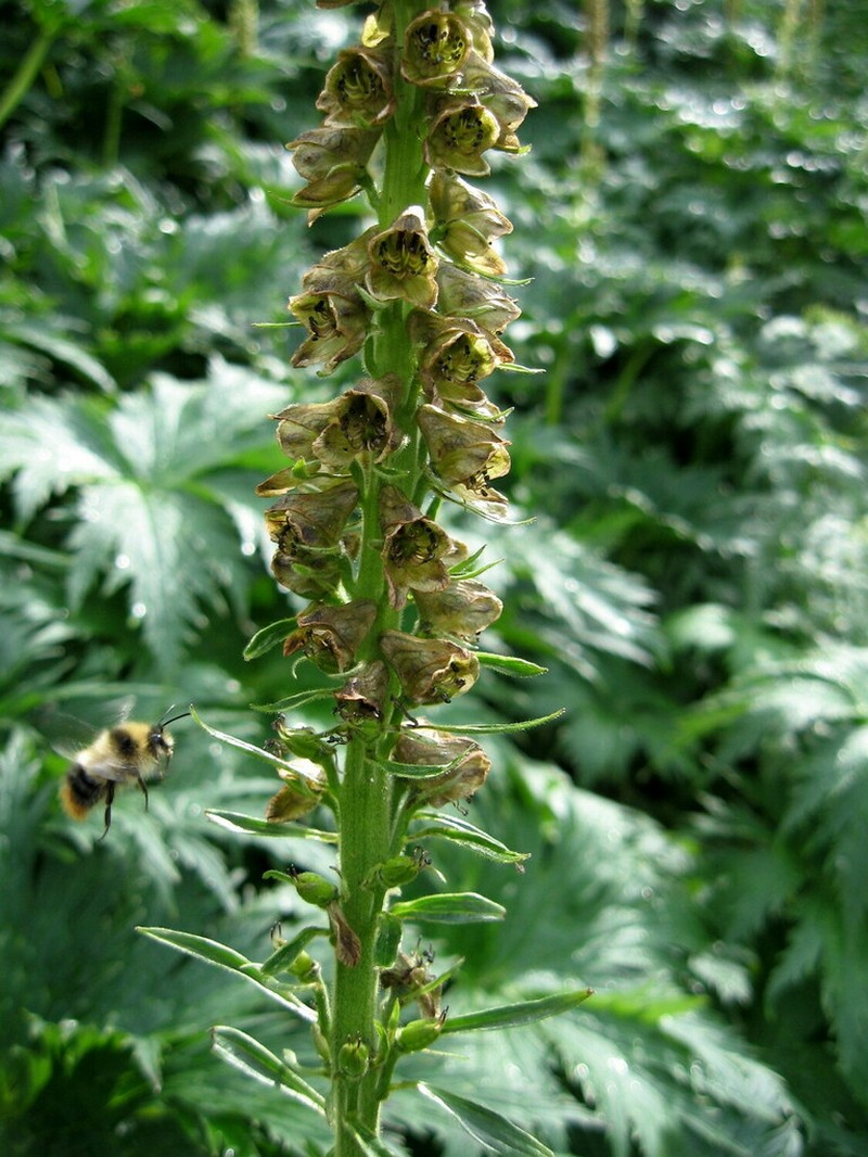 Aconitum sajanense photo 6