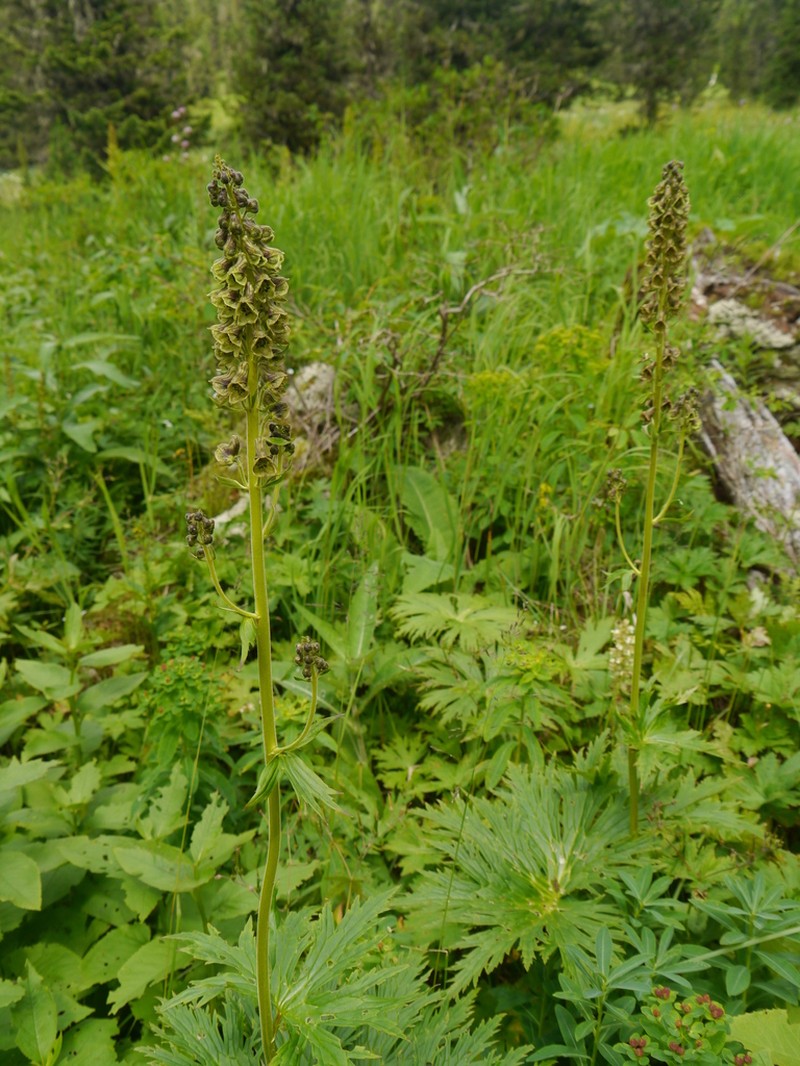 Aconitum sajanense photo 7