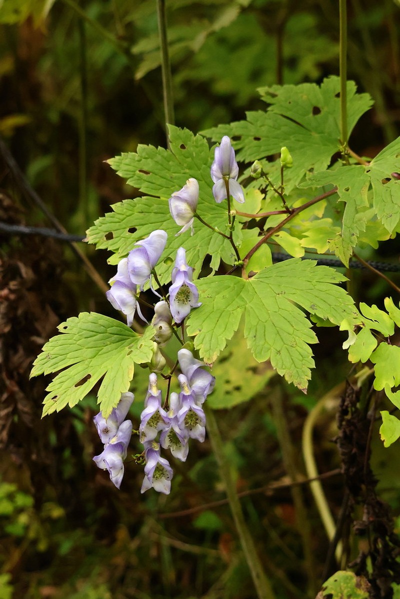 Aconitum sanyoense