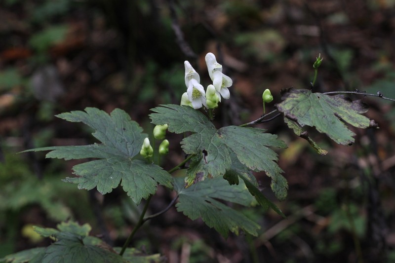 Aconitum sanyoense photo 2