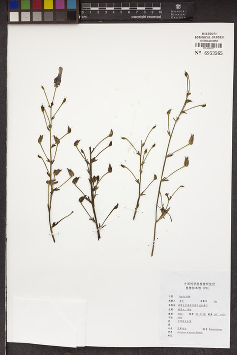 Aconitum scaposum