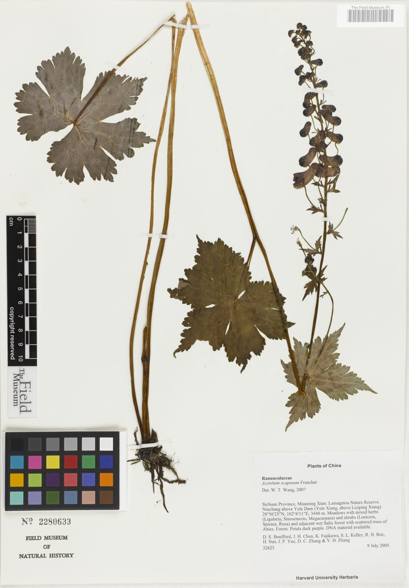 Aconitum scaposum photo 4