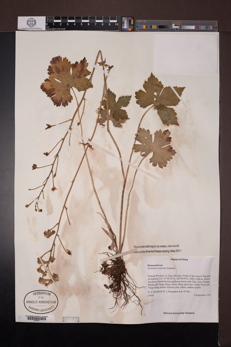 Aconitum scaposum photo 5