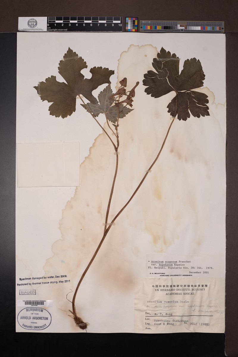 Aconitum scaposum photo 7