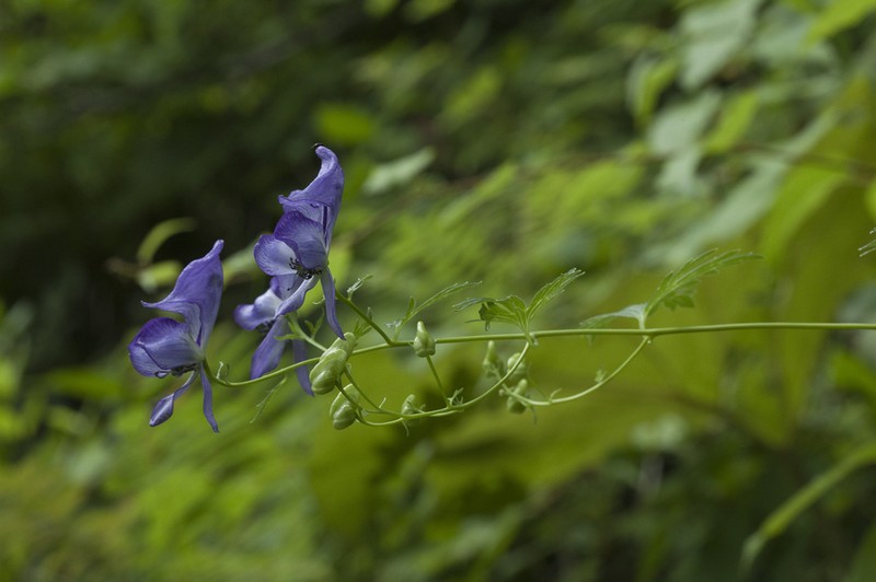 Aconitum sczukinii