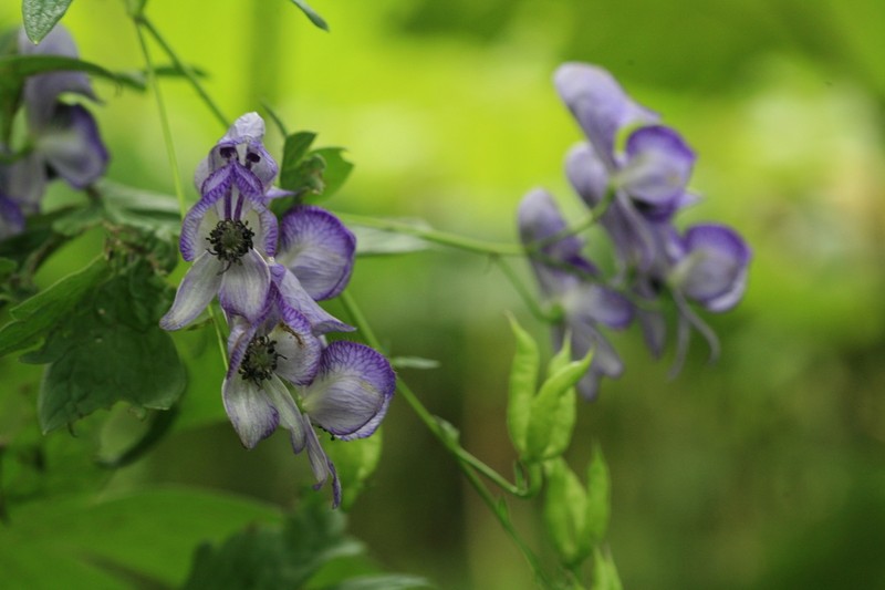 Aconitum sczukinii photo 2