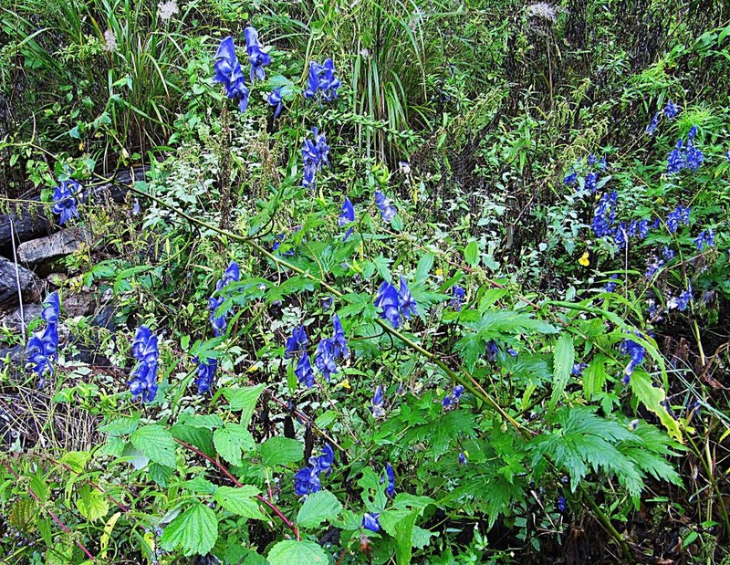 Aconitum sczukinii photo 3