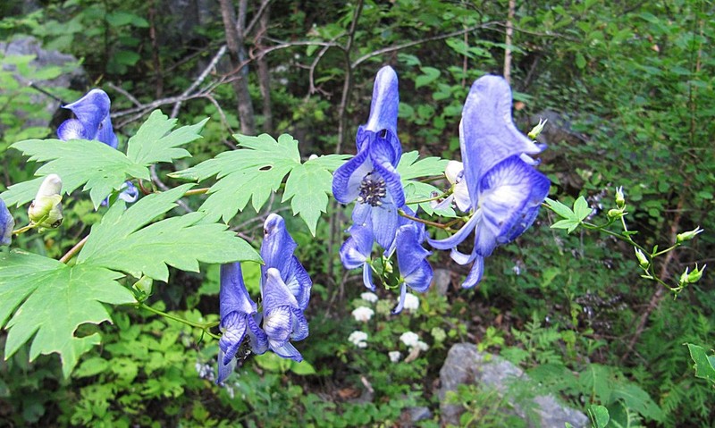 Aconitum sczukinii photo 4