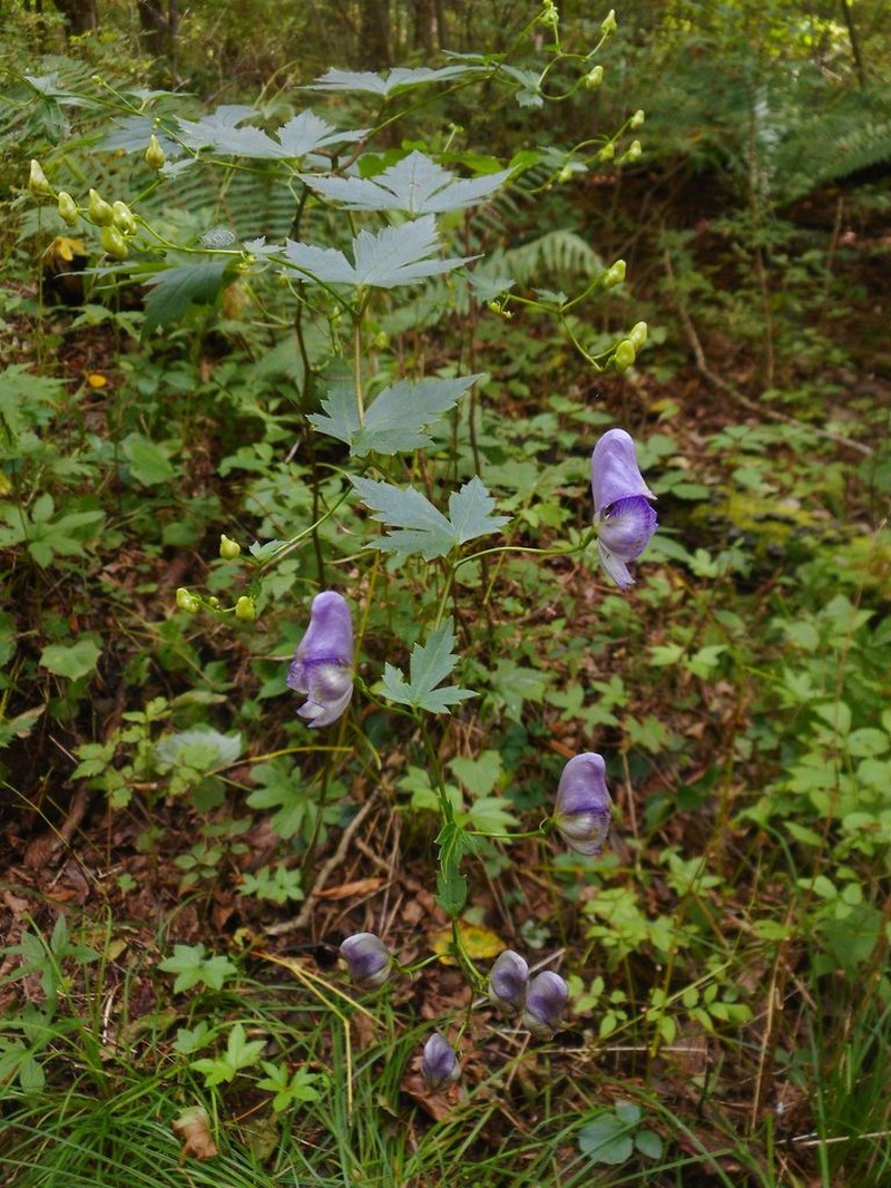 Aconitum sczukinii photo 5
