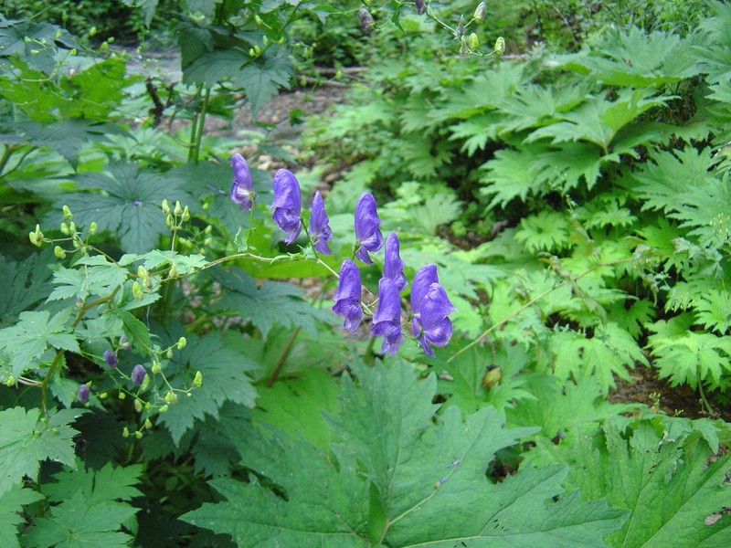 Aconitum sczukinii photo 6