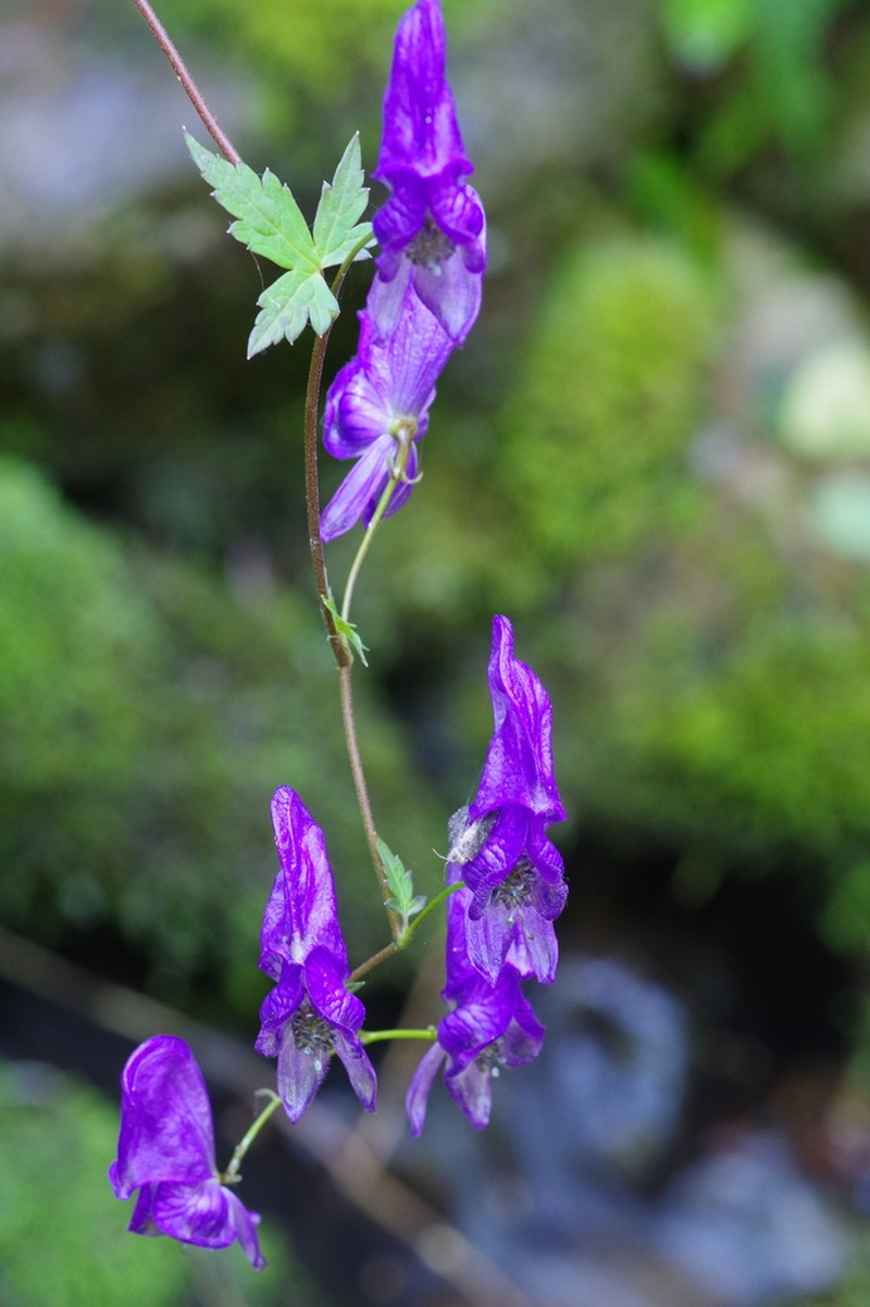 Aconitum sczukinii photo 8