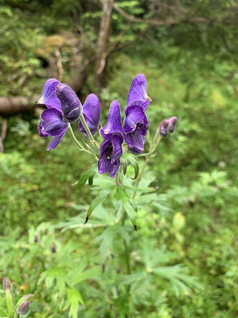 Aconitum senanense