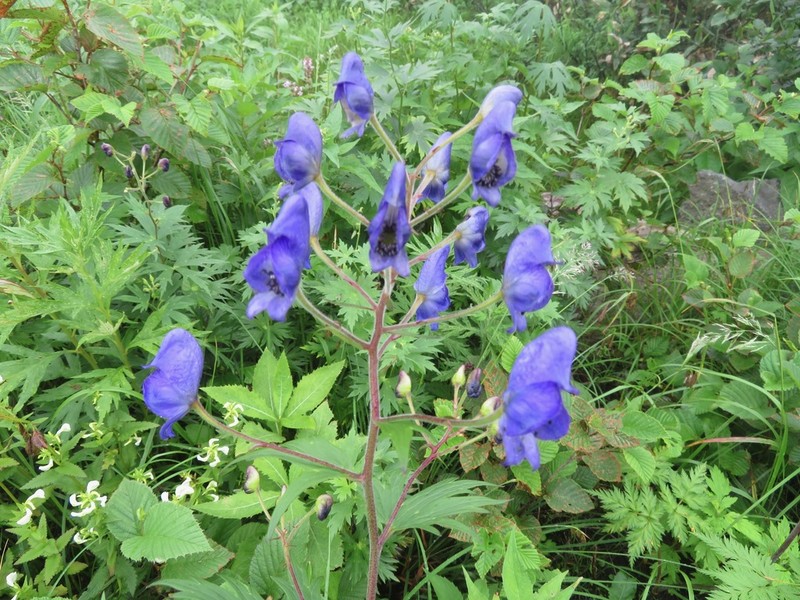 Aconitum senanense photo 2