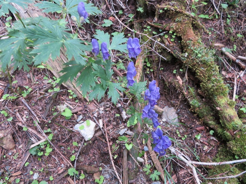 Aconitum senanense photo 3