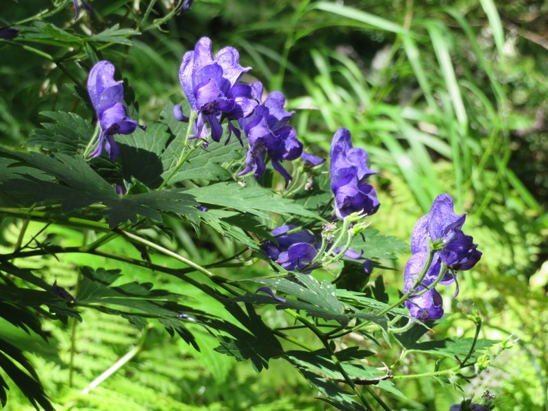 Aconitum senanense photo 4