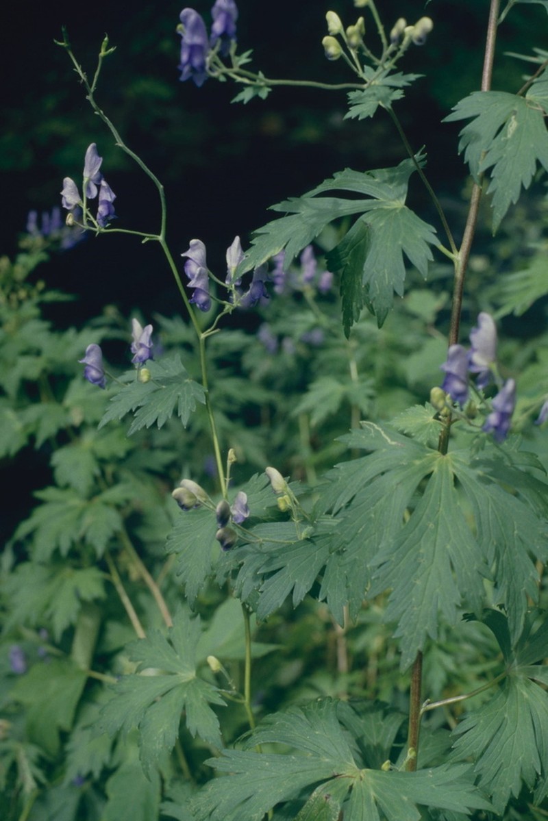 Aconitum senanense photo 5
