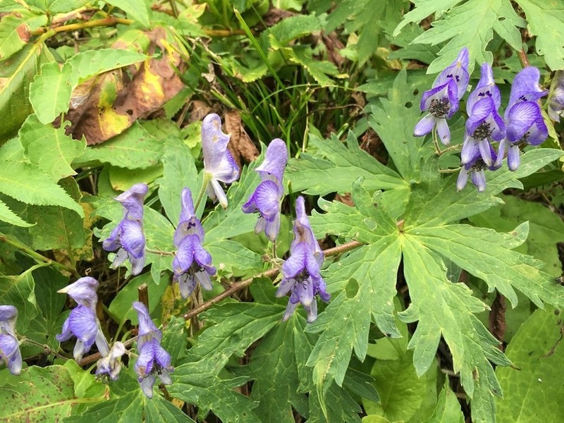 Aconitum senanense photo 6