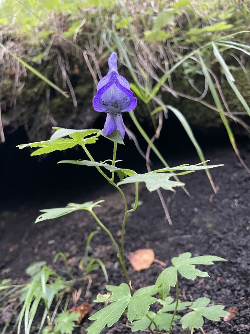 Aconitum senanense photo 7