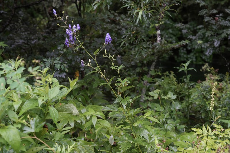 Aconitum senanense photo 8